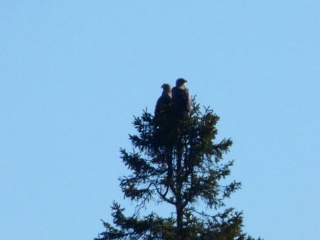 Havsörnar. Sea-eagles.